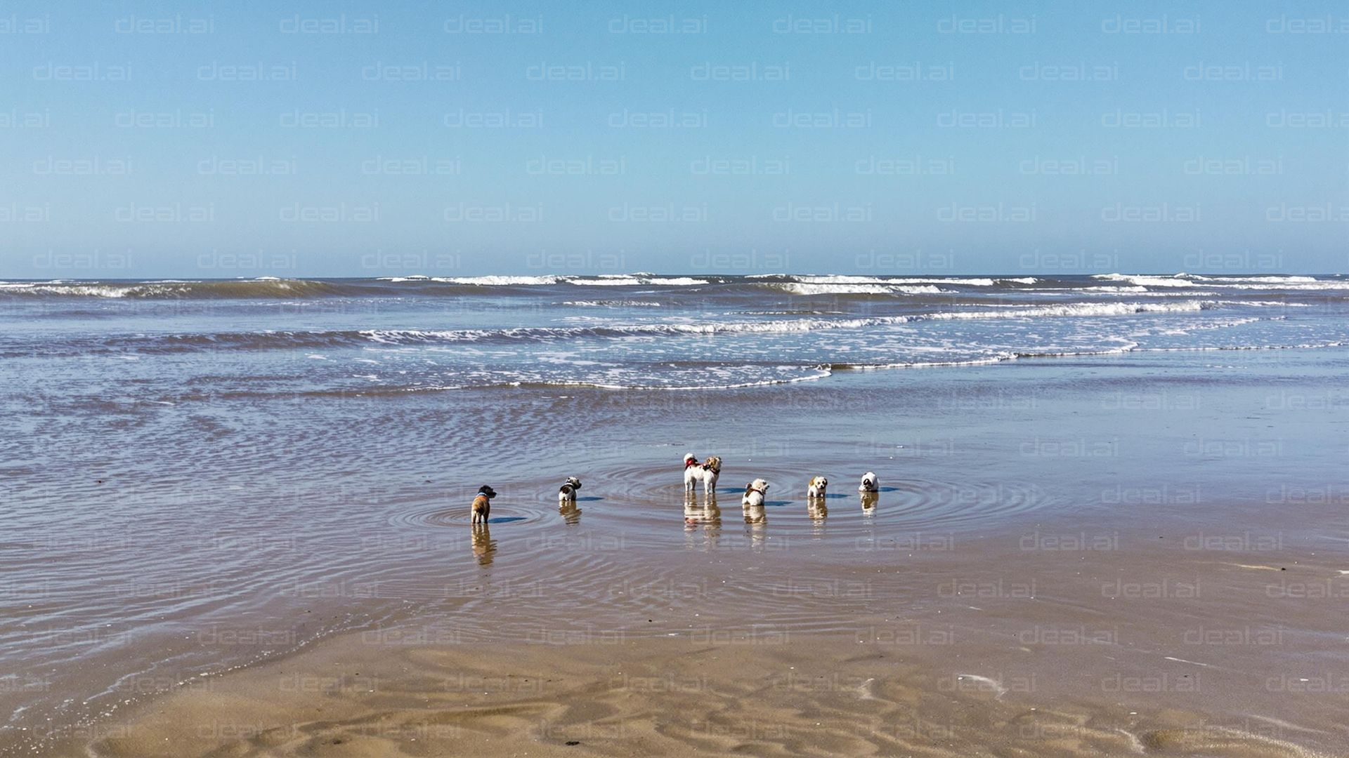 "Beach Day for Playful Dogs"