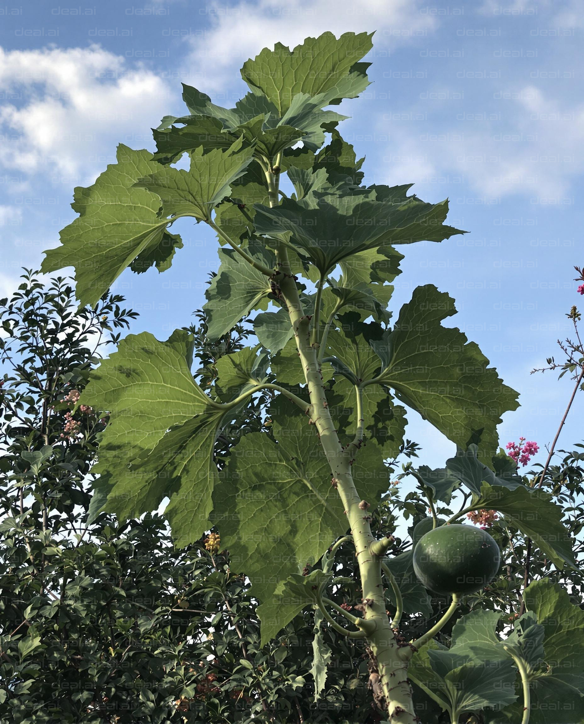 Tall Plant with Round Green Fruit