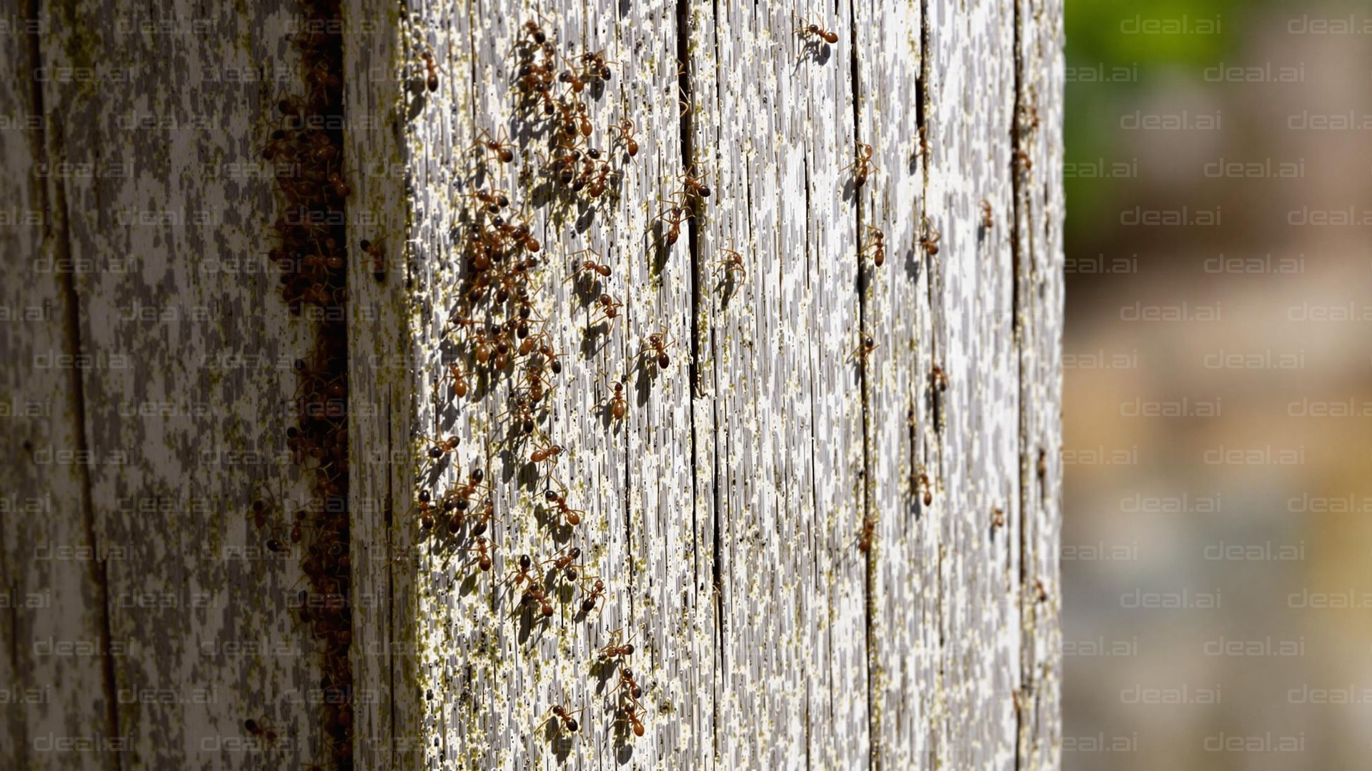 Ants Exploring Weathered Wood