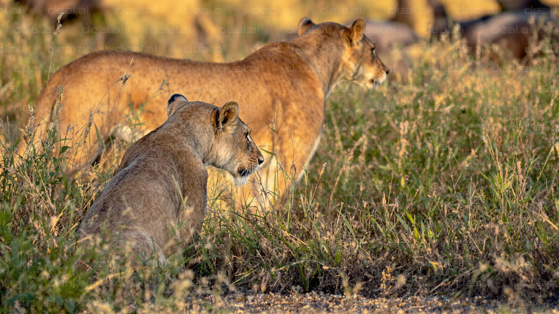 Lions in the Grasslands