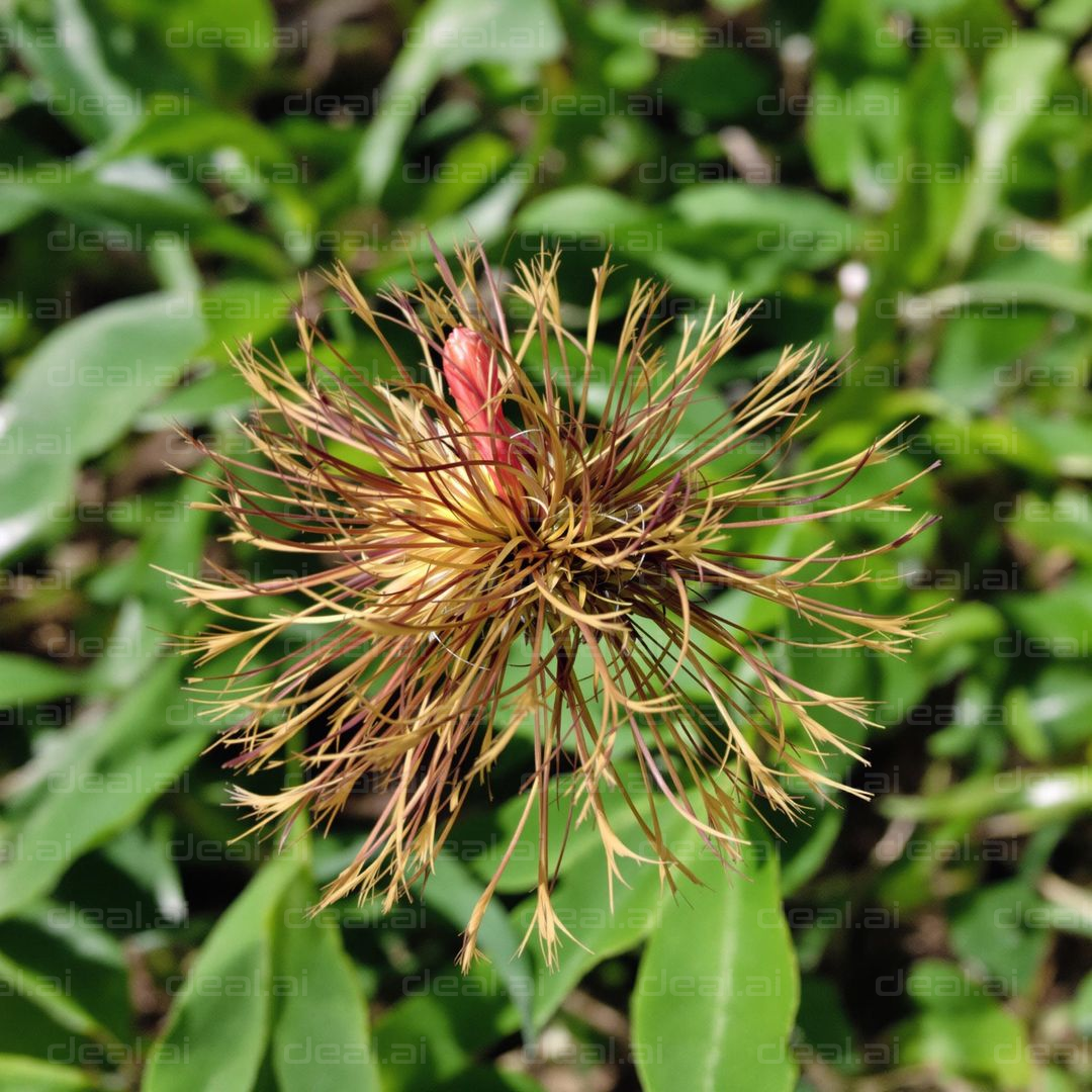 Dried Plant with Emerging Bud