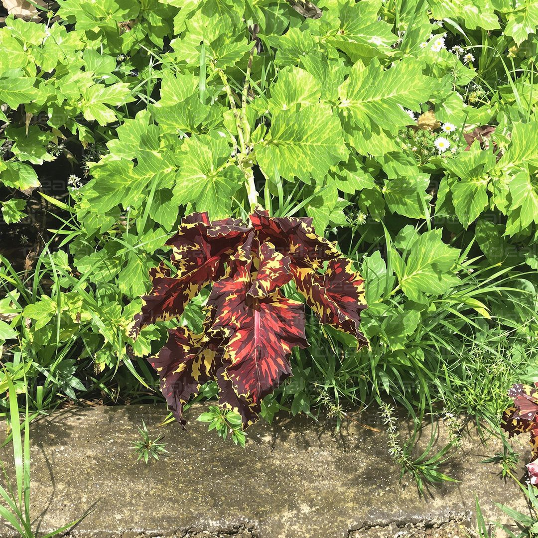 Vibrant Leaf Contrast in Garden