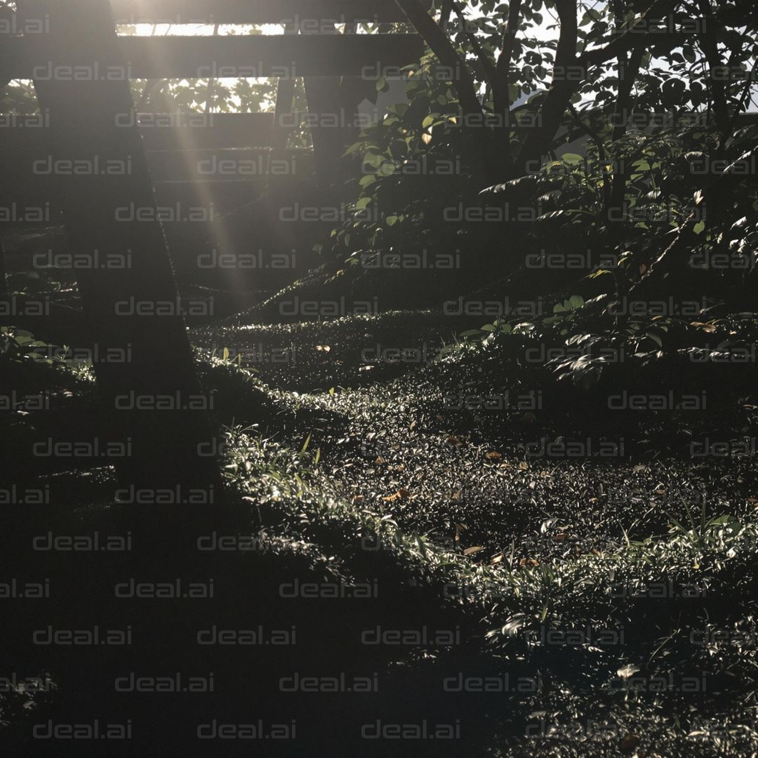 Morning Light Through Leaves