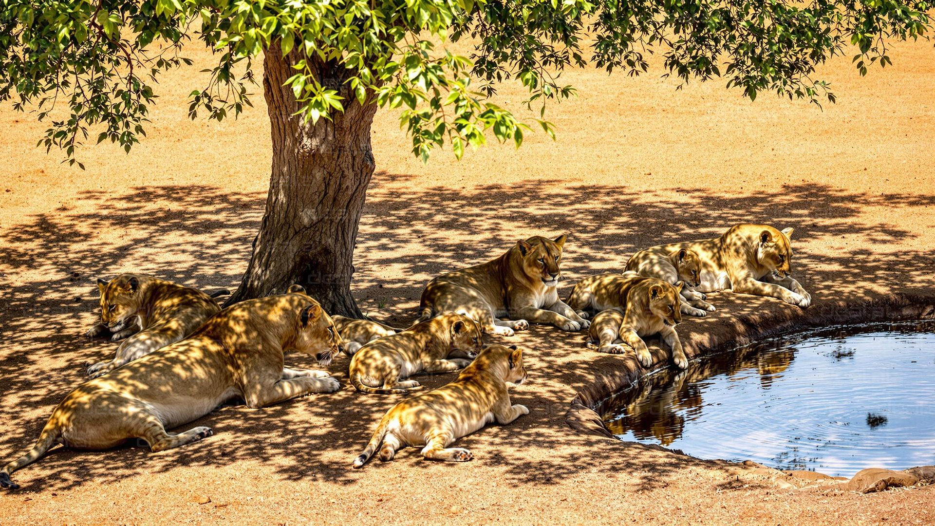 Lions Lounging by the Waterhole